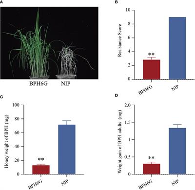 Comprehensive identification and characterization of lncRNAs and circRNAs reveal potential brown planthopper-responsive ceRNA networks in rice